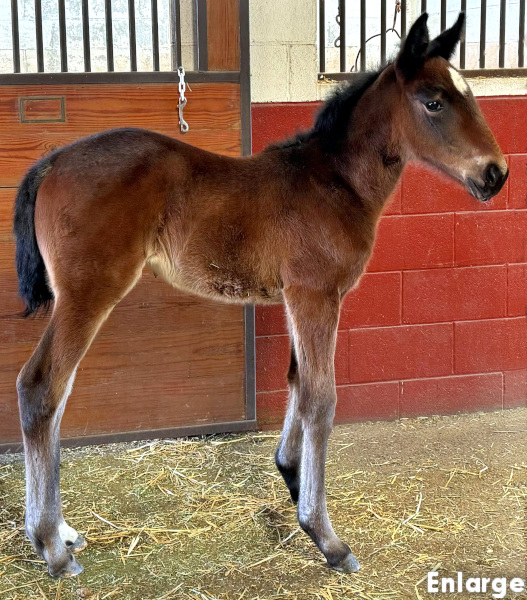 Photo of Bling Girl, a bay filly by Greenshoe and out of A List Lindy
