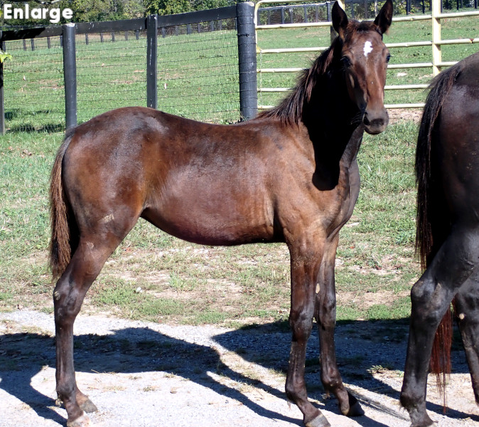 Photo of Catch Me, a bay filly by Tactical Approach and out of Ilia