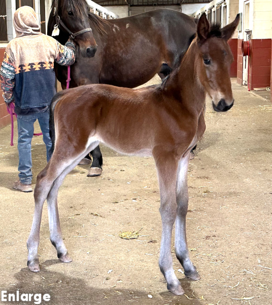 Photo of Vintage Style, a bay filly by Captain Corey and out of Enjoystile