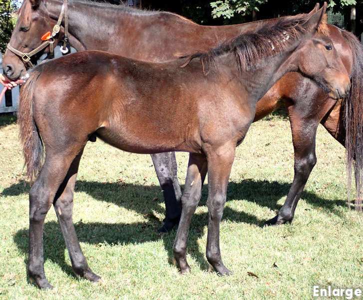 Photo of Tail On Fire, a bay colt by Chapter Seven and out of Oh My Darlin