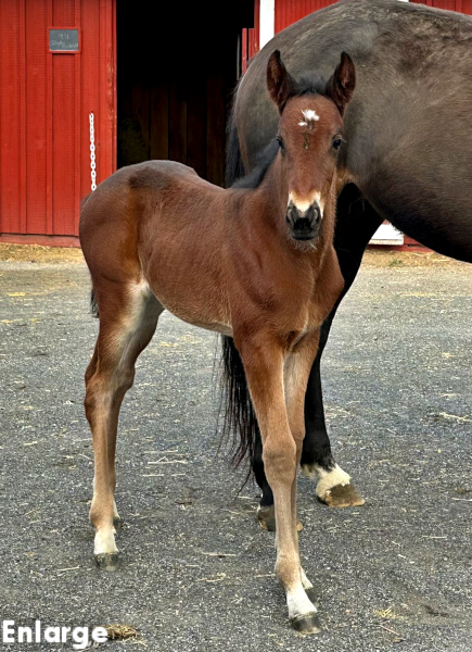Photo of High Jinks, a bay filly by Back of the Neck and out of Just Joshing