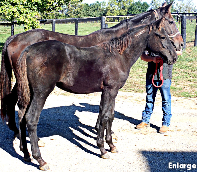 photo of Legs Diamond, a brown colt by Green Manalishi and out of Legzy