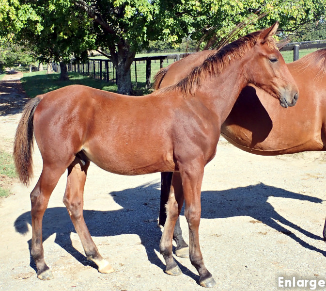 Photo of Priority One, a bay colt by Boccador de Sim and out of Jamaica Turbo FR