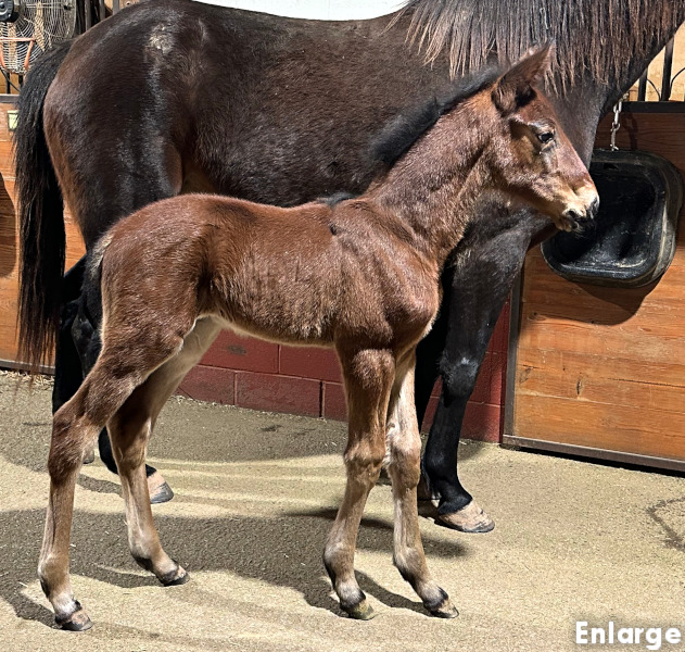Photo of Pick Me, Adore Me's bay 2026 colt by Sig Sauer