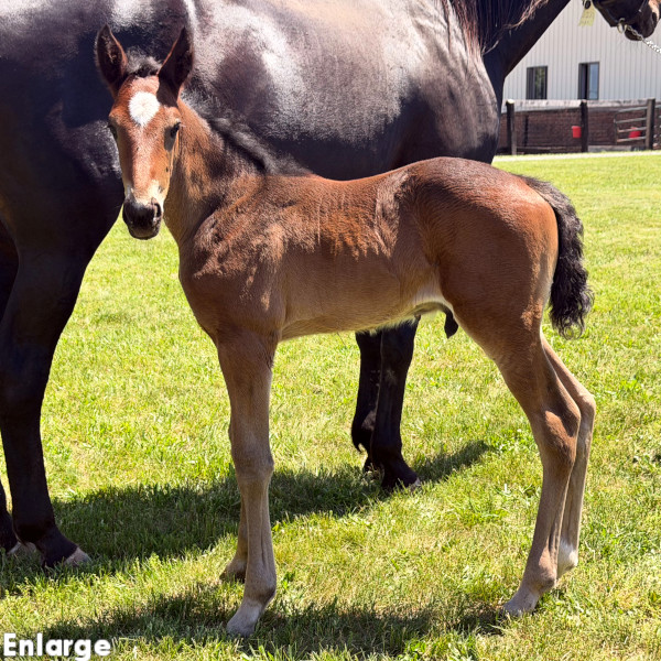 Photo of Fire Mission, a bay colt by Sig Sauer and out of Ilia