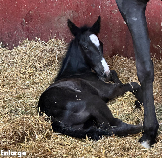 Photo of Little Mischief, Just Joshing's brown filly by TCI