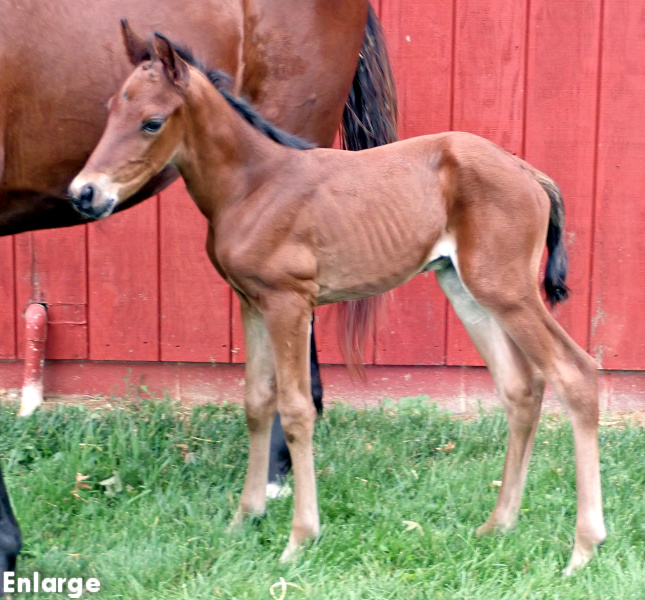 Photo of bay colt by Back Of The Neck and out of Kelle Evidence