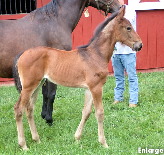 photo of a bay filly by King of the North and out of Legzy