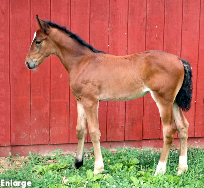 Photo of Good Graces, a bay filly by Green Manalishi out of McKees Angel