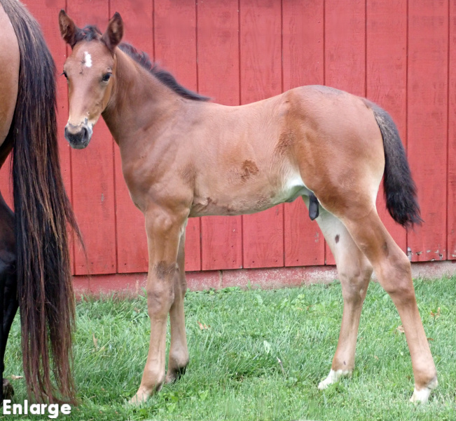 Photo of P Fifty One, a bay colt by Muscle Hill and out of Jamaica Turbo FR