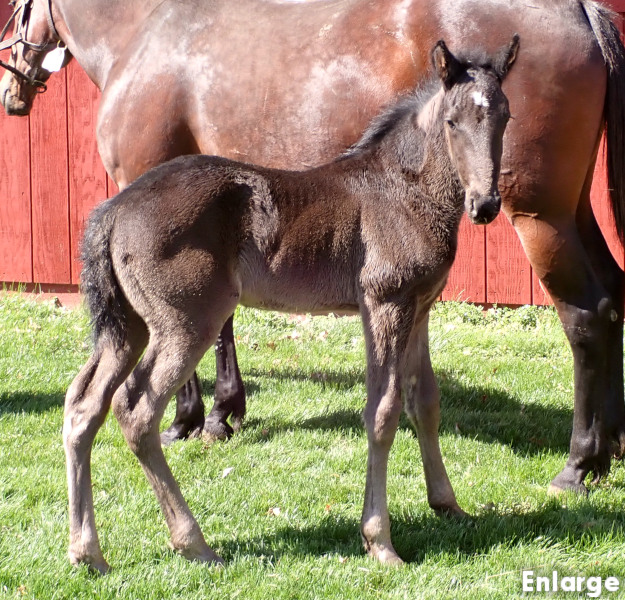 Photo of Readly To Go, Readly Success's 2026 foal, a brown colt by Green Manalishi