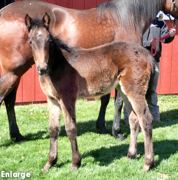 Photo of Digital Diva, SMS Princess's 2026 foal, a bay filly by Winners Bet and out of SMS Princess