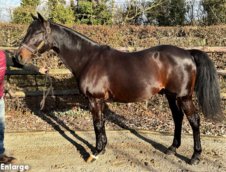 Photo of French Stallion Bird Parker