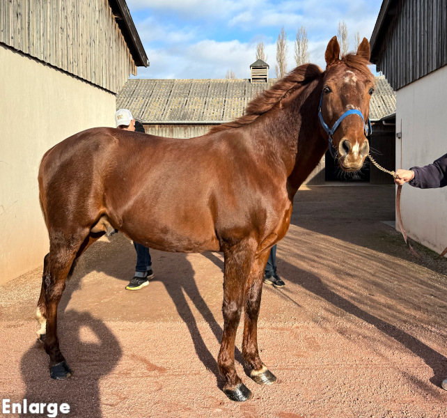 Photo of French Stallion Booster Winner