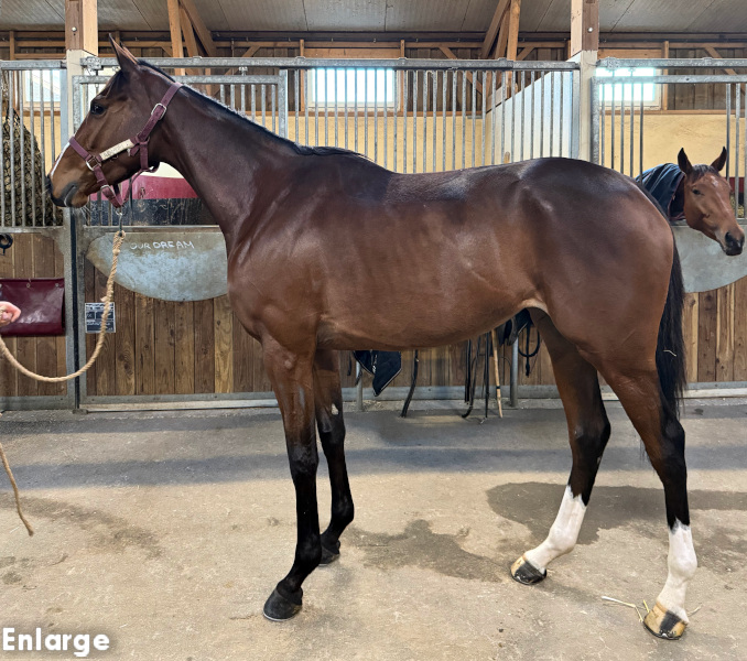 Photo of French Stallion Delmegan