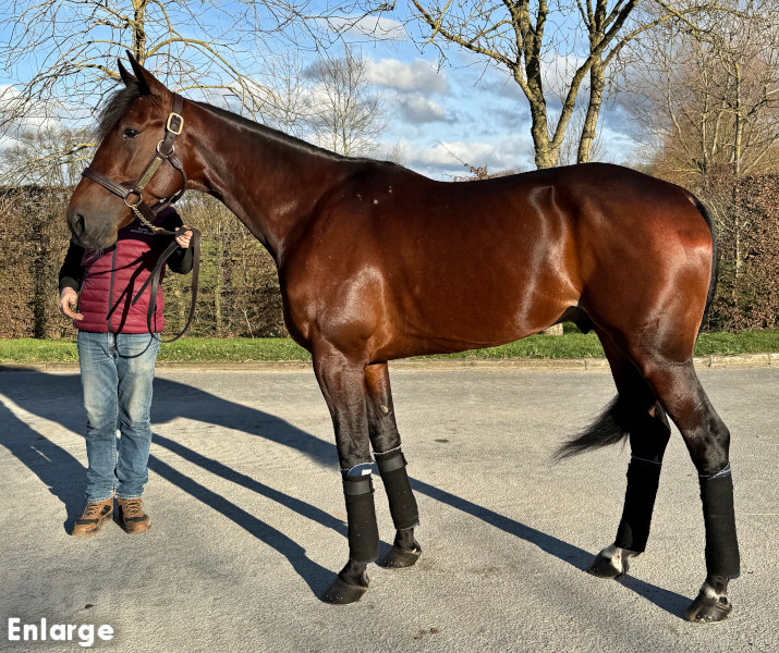 Photo of French Stallion Ginostrabiggli