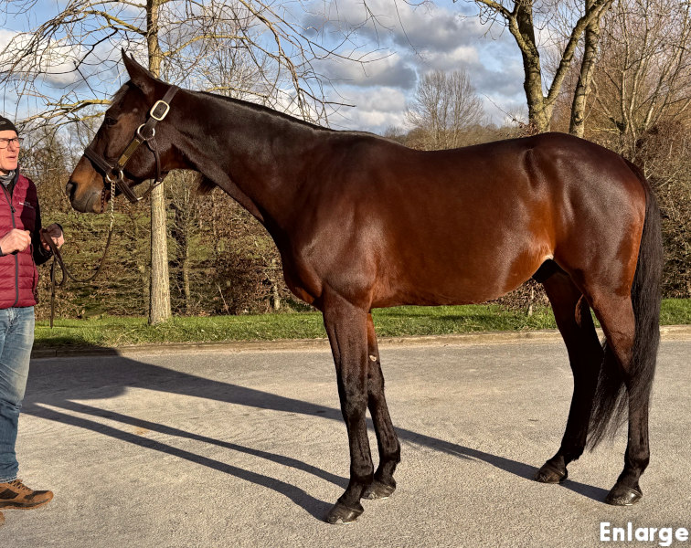 Photo of French stallion Hohneck