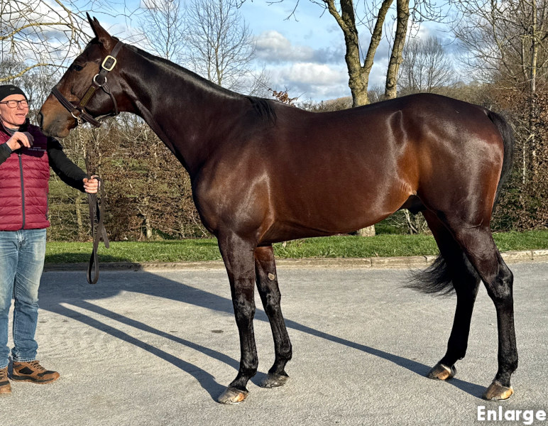 Photo of French Stallion Just A Gigolo
