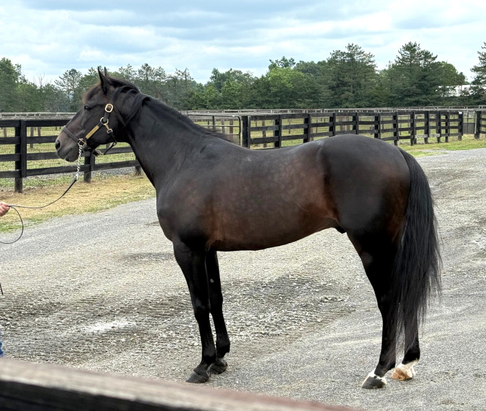 Photo of the great stallion, Chapter Seven