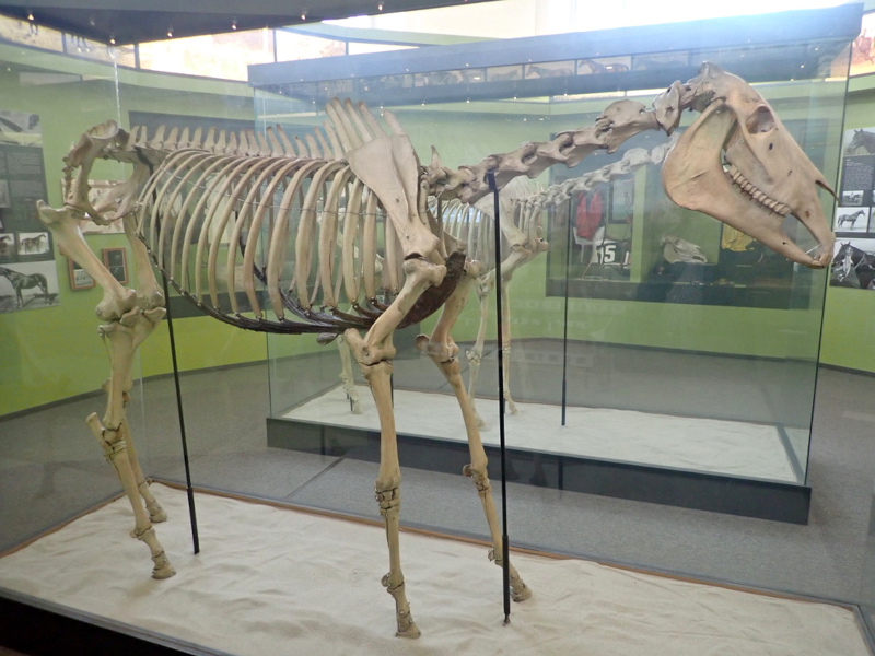 Photo of Kinczem skeleton