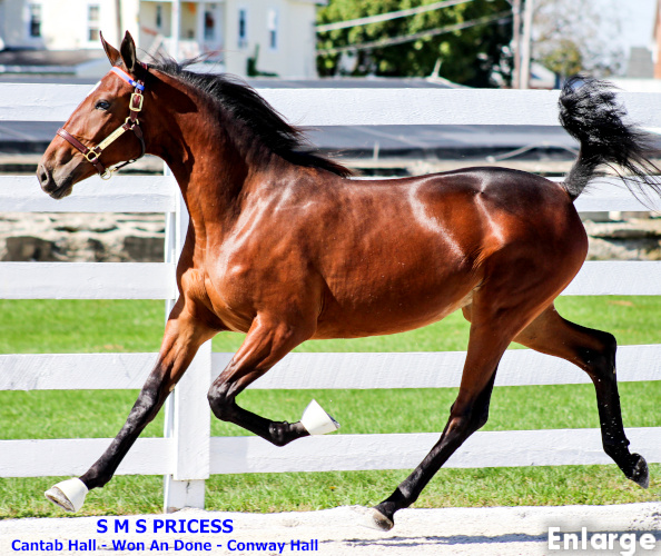 Photo of SMS Princess trotting as a yearling, courtesy of Gunjan Patel