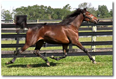 2017 All For Show, showing off her powerful trot