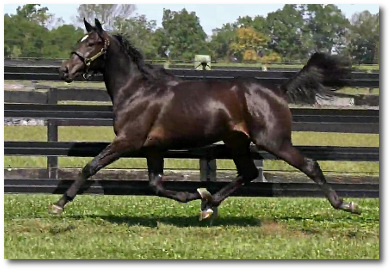 2017 Photo of Cotton To You's stunning trot