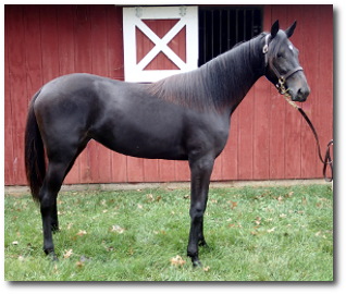 2017 Conformation photo of Here's To Us, an elegant brown yearling filly out of Swan For The Road