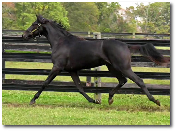 2017 Photo of Here's To Us, an elegant brown yearling filly out of Swan For The Road
