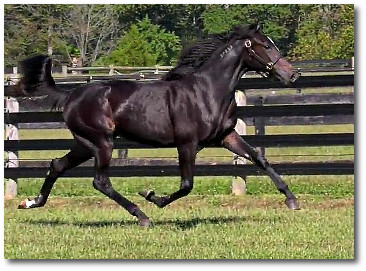 2017 Jamaica demonstrating her massive stride