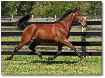 2017 Photo of Shake A Leg showing off his huge stride