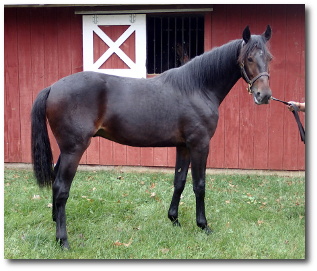 2017 Photo of Shotgun Preacher, a powerful bay yearling colt out of Choir Robe