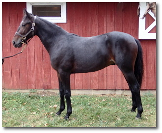 2017 Photo of Shotgun Preacher, a powerful bay yearling colt out of Choir Robe