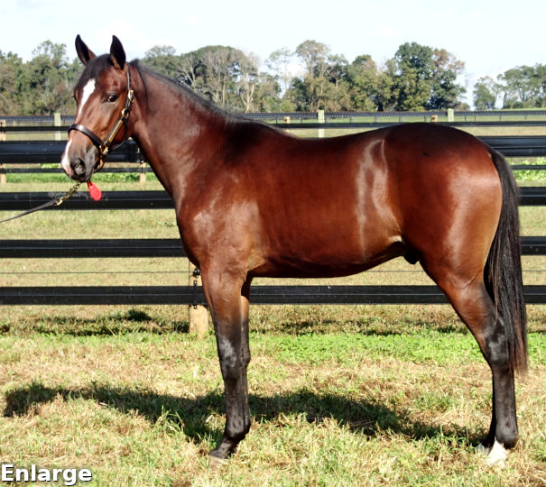 2017 Conformation photo of Field Gunner, a handsome bay yearling colt out of Ilia