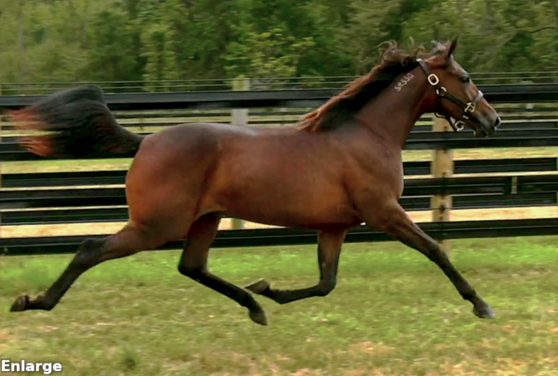 2017 Photo of Hushabye, an elegant bay yearling filly out of Banbury Cross