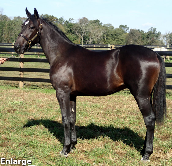 2017 Conformation photo of Get Legs, a striking bay yearling colt out of Legzy