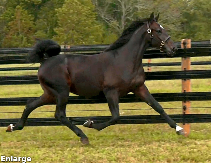 2017 Photo of Get Legs, a striking bay yearling colt out of Legzy
