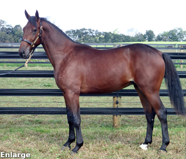 2017 Conformation photo of Oh Boy, a powerful bay yearling colt out of Oh My Darlin