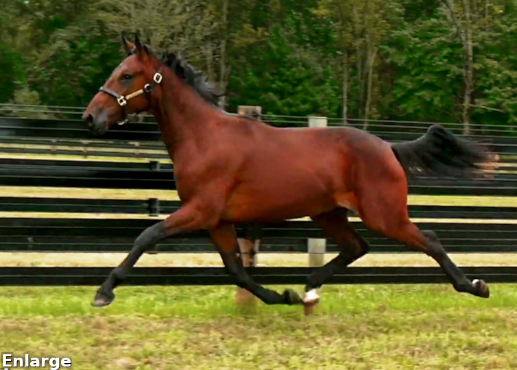 2017 Photo of Oh Boy, a powerful bay yearling colt out of Oh My Darlin