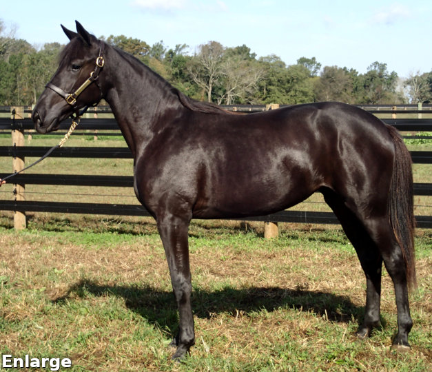 2017 Conformation photo of Pop The Champagne, a stunning bay yearling filly out of Sweetspellosuccess
