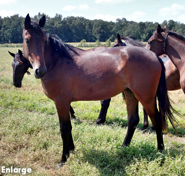 Bring Me Joy, a powerful bay filly out of A List Lindy