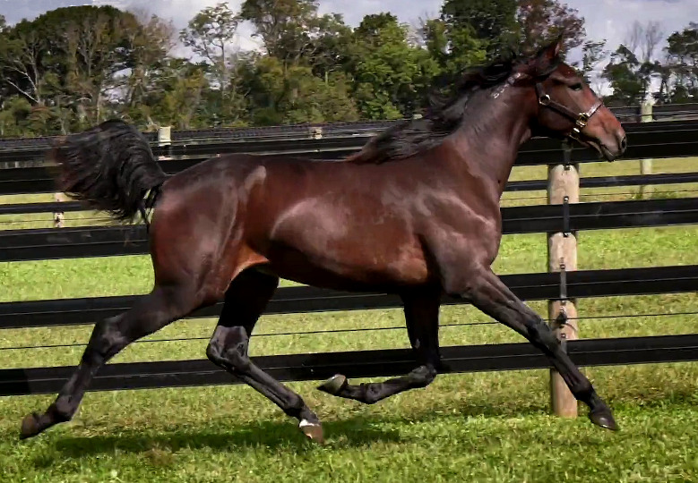 Photo of In Range, a powerful bay yearling colt out of Ilia