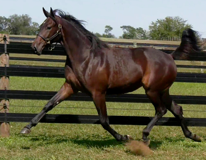 2019 Photo of Oh My Goodness, an elegant bay yearling filly out of Oh My Darlin