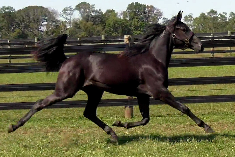 2019 Photo of On Top, a beautiful bay yearling filly out of Sweetspellosuccess