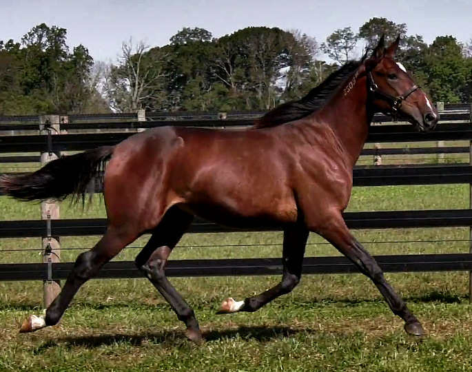2019 Photo of Preacher Man, a striking bay yearling colt out of Choir Robe