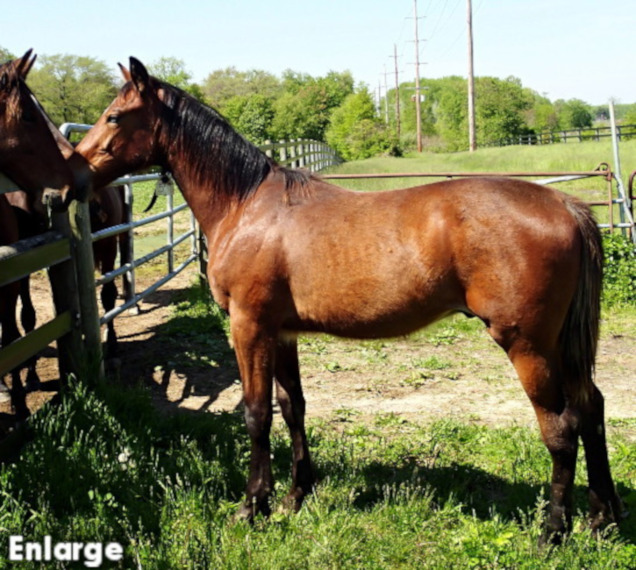 Conformation photo of Sugar Daddy, a powerful bay yearling colt out of NY Starlet