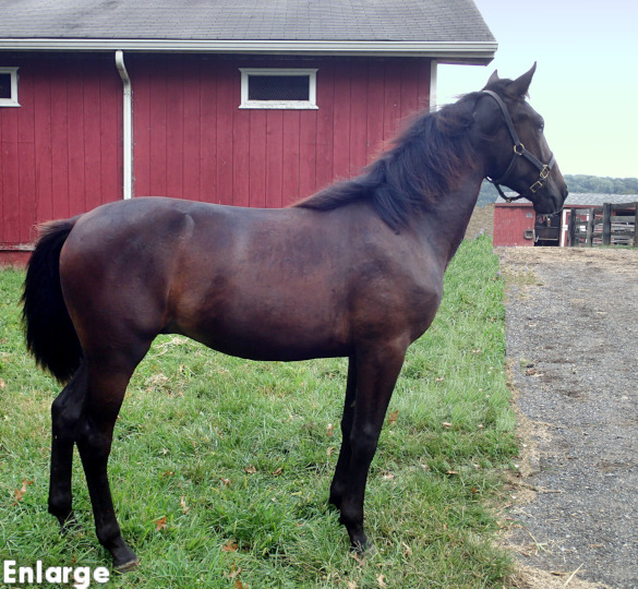 Conformation photo of The Talent, a handsome bay yearling colt out of A List Lindy