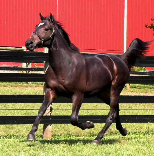 2019 Photo of The Talent, a handsome bay yearling colt out of A List Lindy