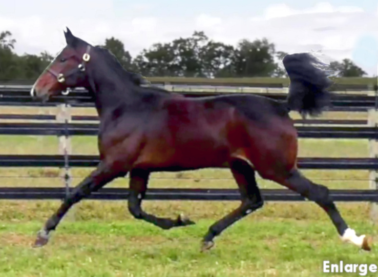 2019 Photo of Jeans And Heels, an athletic bay yearling filly out of Jodi's Jayme