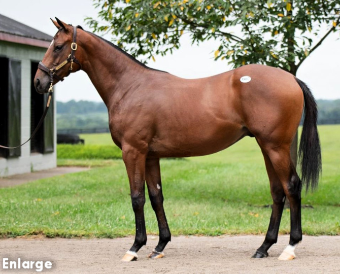 Conformation photo of a powerful bay yearling colt out of One More Lillian